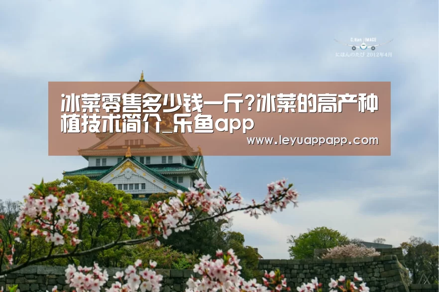 冰菜零售多少钱一斤?冰菜的高产种植技术简介_乐鱼app(图1) 乐鱼app